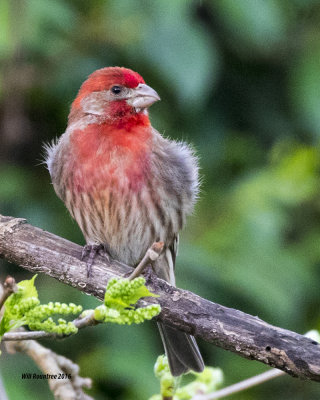 5F1A5899 House Finch.jpg