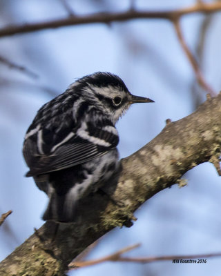 5F1A5939 Black and White Warbler.jpg