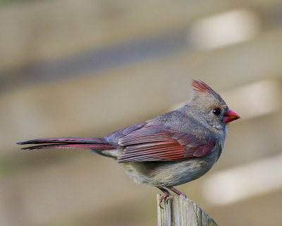 5F1A5945 Northern Cardinal.jpg