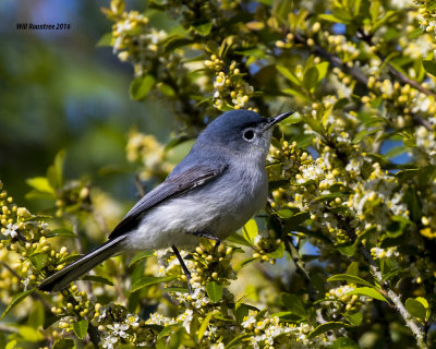 5F1A5953 Bluegrey Gnatcatcher.jpg