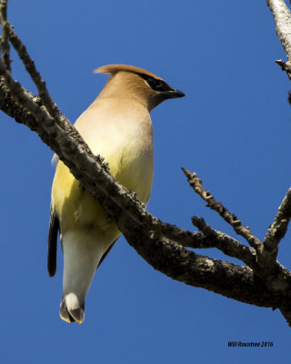 5F1A6071 Cedar Waxwing.jpg