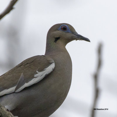 5F1A6142 White-wing Dove.jpg