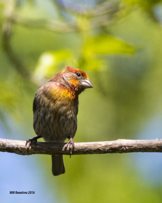 5F1A6159 House Finch.jpg