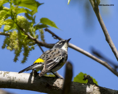 5F1A6183 Yellow-rumped Warbler.jpg