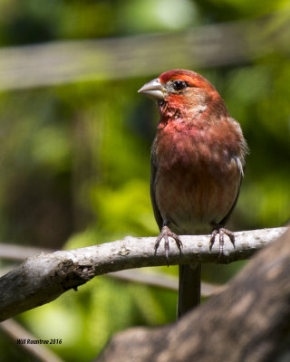 5F1A6203 House Finch.jpg