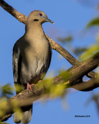 5F1A6221 White-wing Dove.jpg