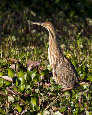 5F1A6241 American Bittern.jpg