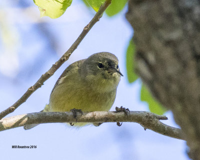 5F1A6268 Orange-crowned Warbler.jpg