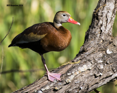 5F1A6305 Black-bellied Whistling Duck.jpg