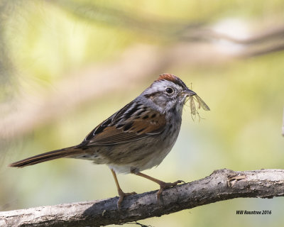 5F1A6327 Swamp Sparrow.jpg