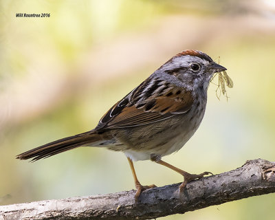 5F1A6330 Swamp Sparrow.jpg