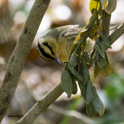 5F1A6588 Worm-eating Warbler.jpg