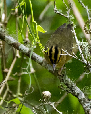 5F1A6666 Worm-eating Warbler.jpg