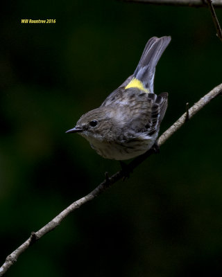 5F1A6688 Yellow-rumped Warbler.jpg