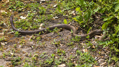 5F1A6704 snake.jpg