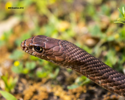 5F1A6711 snake head.jpg