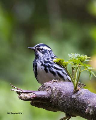 5F1A6629 Black and White Warbler.jpg