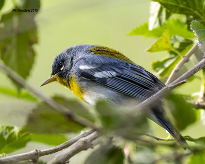 5F1A6864 Northern Parula.jpg