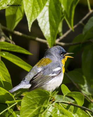 5F1A6937 Northern Parula.jpg