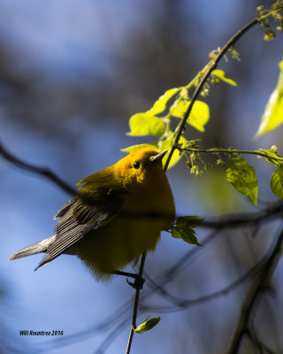 5F1A6944 Prothonotary Warbler.jpg