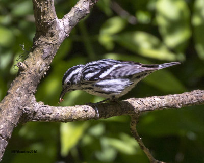 5F1A6963 Black and White Warbler.jpg