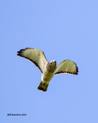 5F1A7003 Broadwing Hawk.jpg