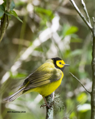 5F1A7065 Hooded Warbler.jpg