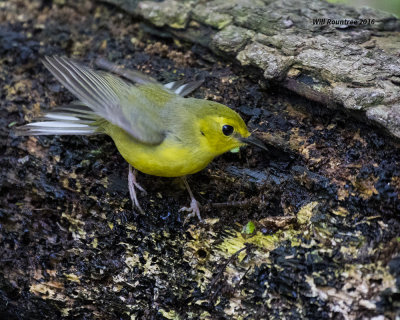 5F1A7101 Hooded Warbler f.jpg