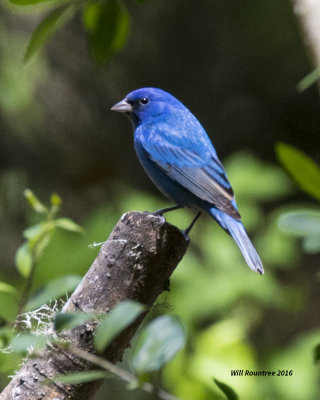 5F1A7109 Indigo Bunting.jpg