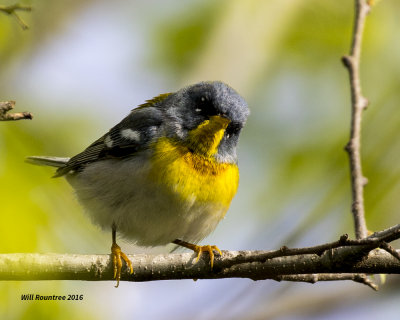 5F1A6901 Northern Parula.jpg