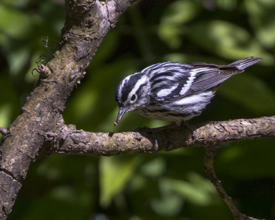5F1A6964 Black and White Warbler.jpg