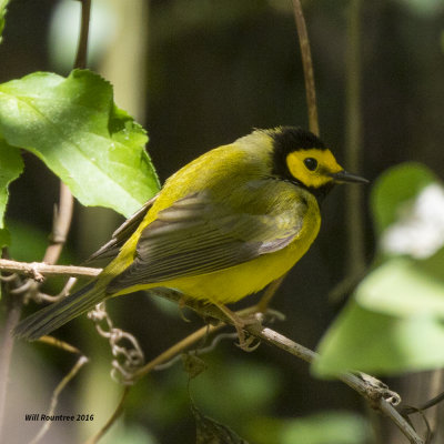 5F1A7056 Hooded Warbler.jpg