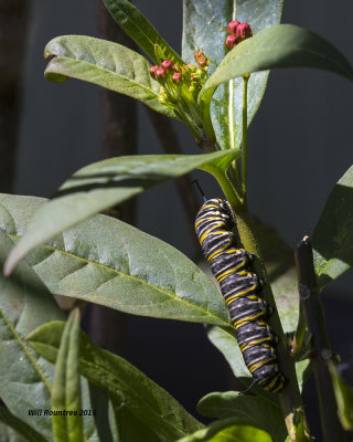 5F1A7133 Monarch Larva 0402H.jpg