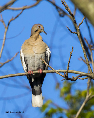 5F1A7149 White-winged Dove 0403H.jpg