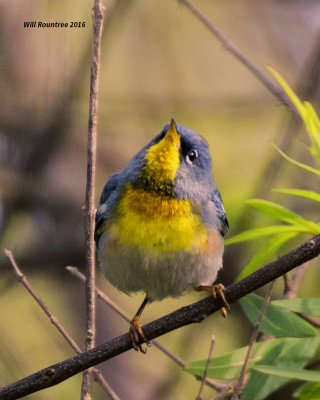 5F1A6887 Northern Parula NIK01.jpg