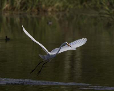 5F1A7240 Great Egret.jpg