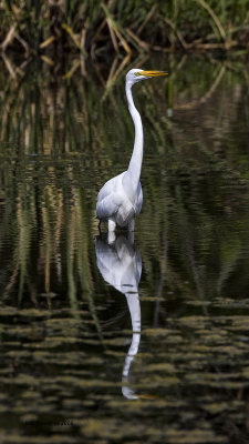 5F1A7248 Great Egret.jpg