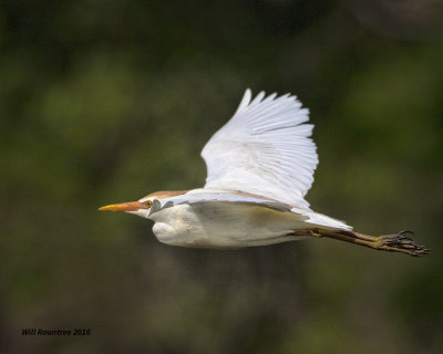 5F1A7256 Cattle Egret.jpg