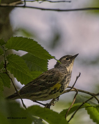 5F1A7265 Yellow-rumped Warbler.jpg
