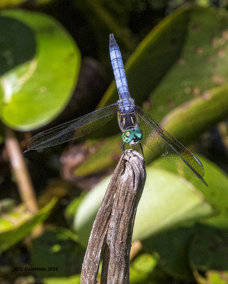 5F1A7299 Blue Dasher.jpg