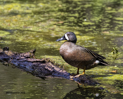 5F1A7309 Blue-wing Teal.jpg