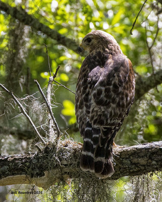 5F1A7326 Red-shouldered Hawk.jpg