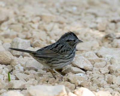 5F1A7334 Lincolns Sparrow.jpg
