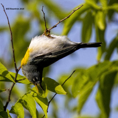 5F1A7379 Northern Parula.jpg