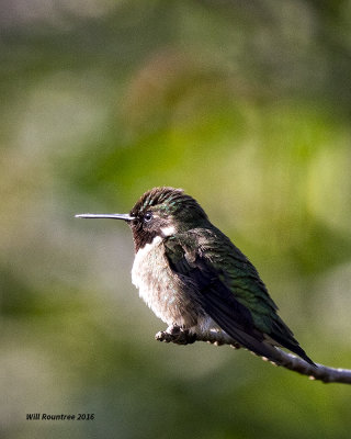 5F1A7408 Hummer.jpg