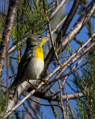 5F1A7443 Northern Parula.jpg