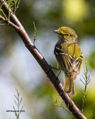 5F1A7446 White-eyed Vireo.jpg