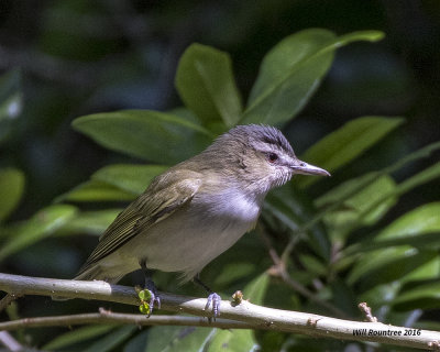 5F1A7508 Red-eyed Vireo.jpg