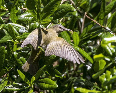 5F1A7509 Red-eyed Vireo.jpg