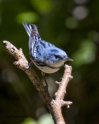 5F1A7572 Cerulean Warbler.jpg
